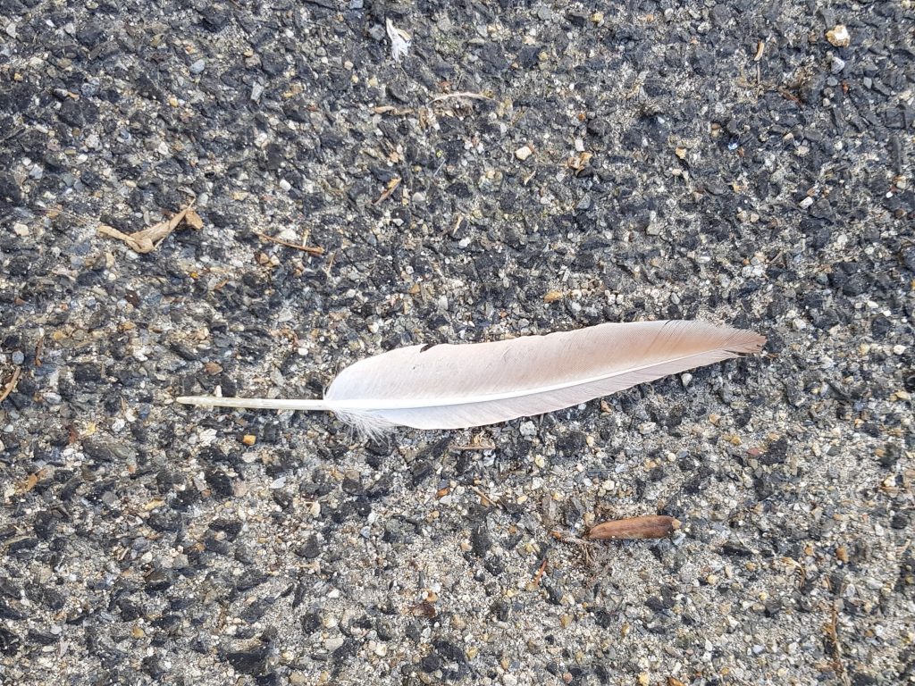 Feather